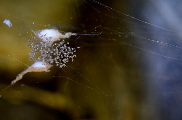 Spiderlings, The Grotto