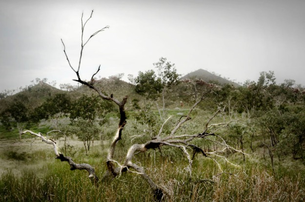 Dead Tree III - KMG's Ridge Mine
