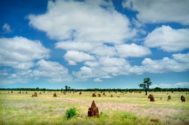 Termite Field