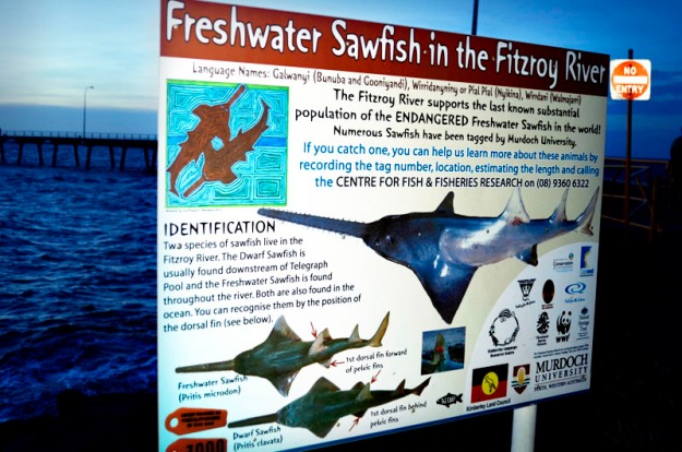 Freshwater Sawfish, Wyndham