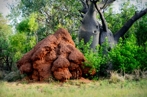 Termite Mound and Boab